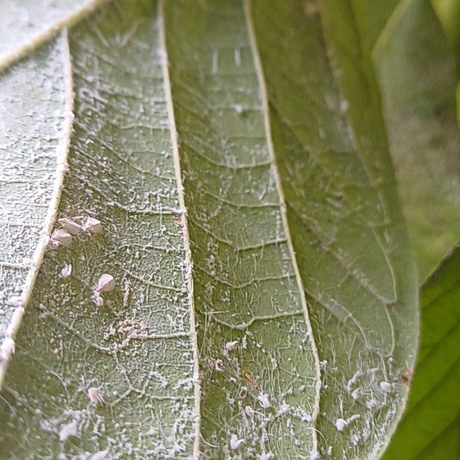 Photo of the plant species Wrinkled Viburnum by @ThrilledIvy54 named Muhammad Ali on Greg, the plant care app