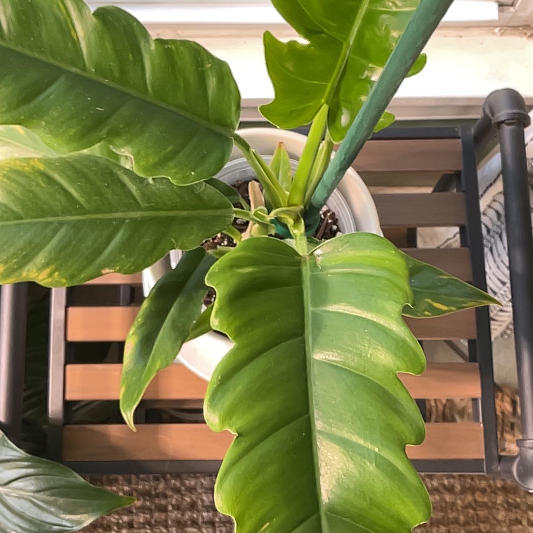 Photo of the plant species philodendron Jungle Boogie by @YiftKermesoak13 named Anne on Greg, the plant care app