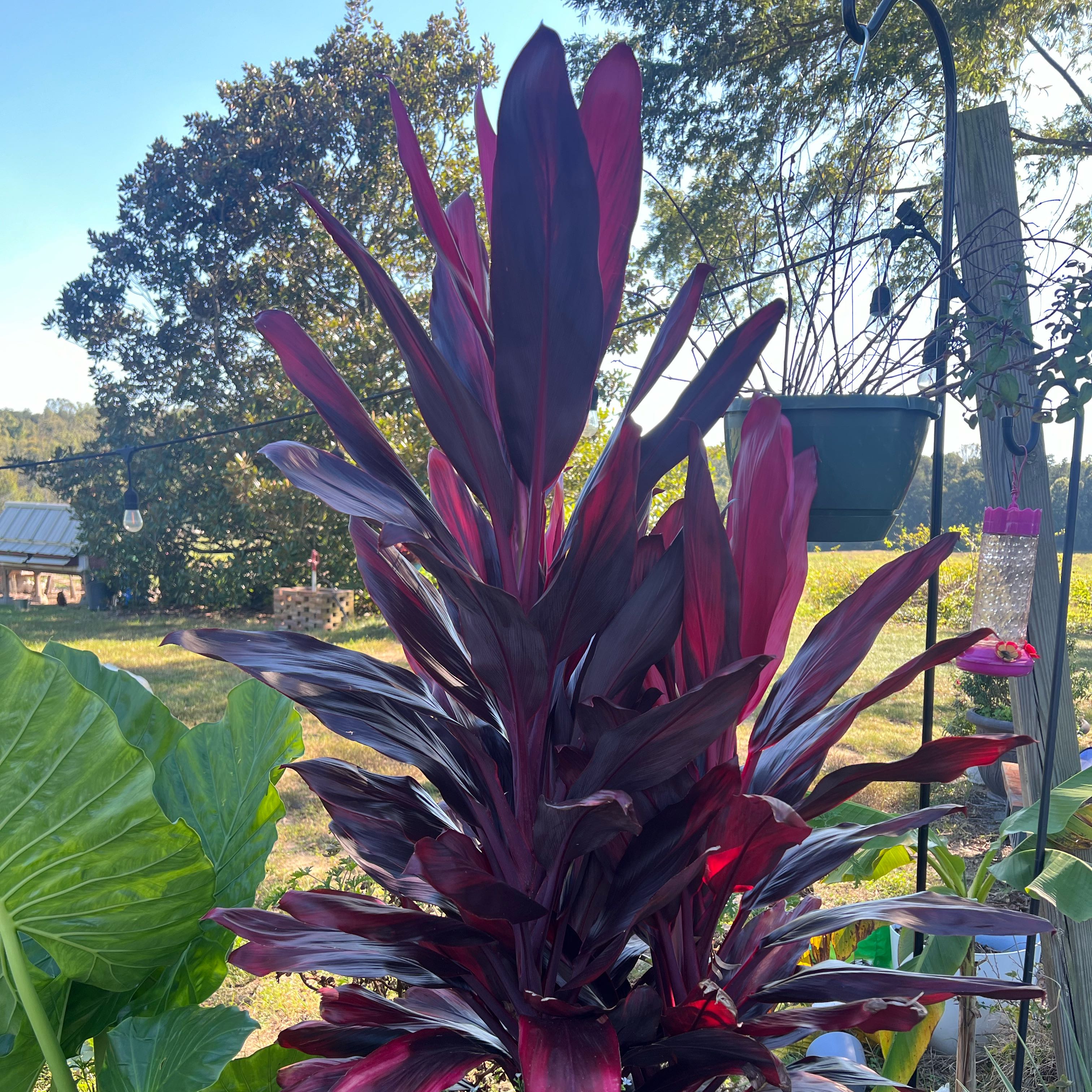 Photo of the plant species Hawaiian Ti Plant 'Florica' by @AshleysOasis1 named LILO on Greg, the plant care app