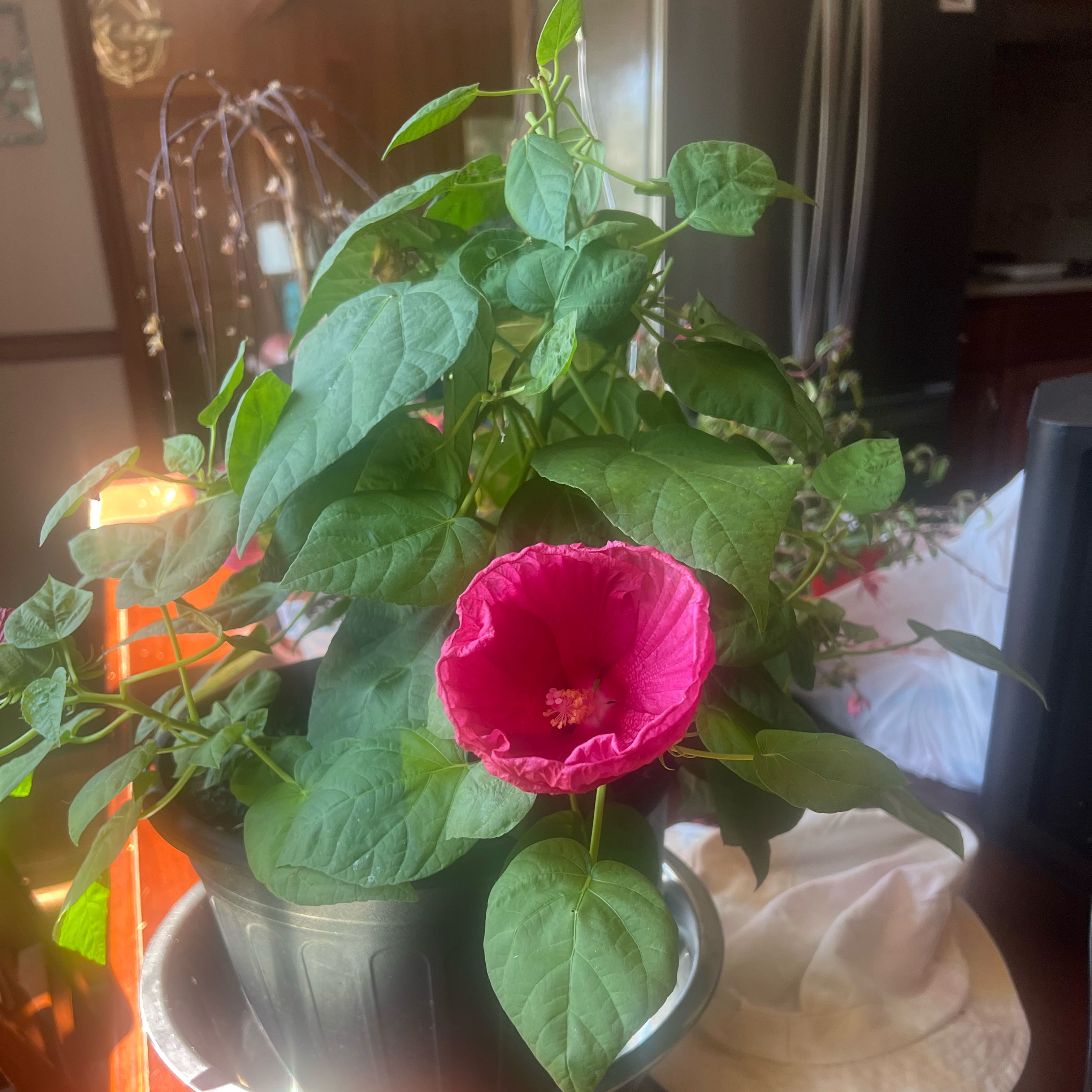 Photo of the plant species Luna Hibiscus by @AshleysOasis1 named Sonora on Greg, the plant care app