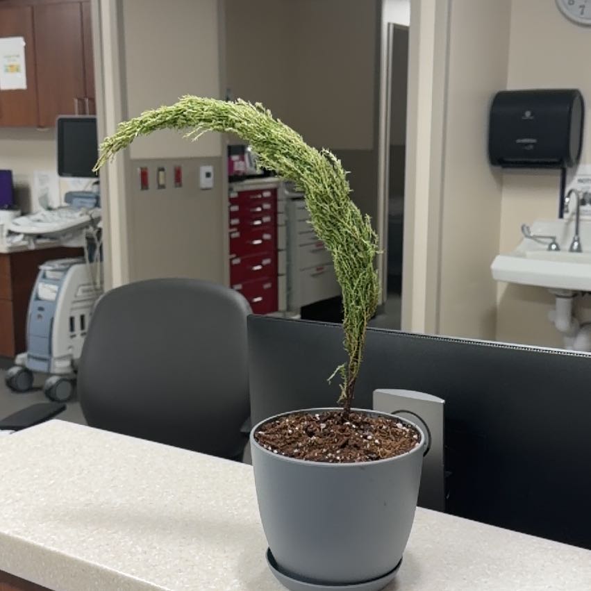 Photo of the plant species Lemon Cypress 'Goldcrest Wilma' by @AshleysOasis1 named Sprig on Greg, the plant care app
