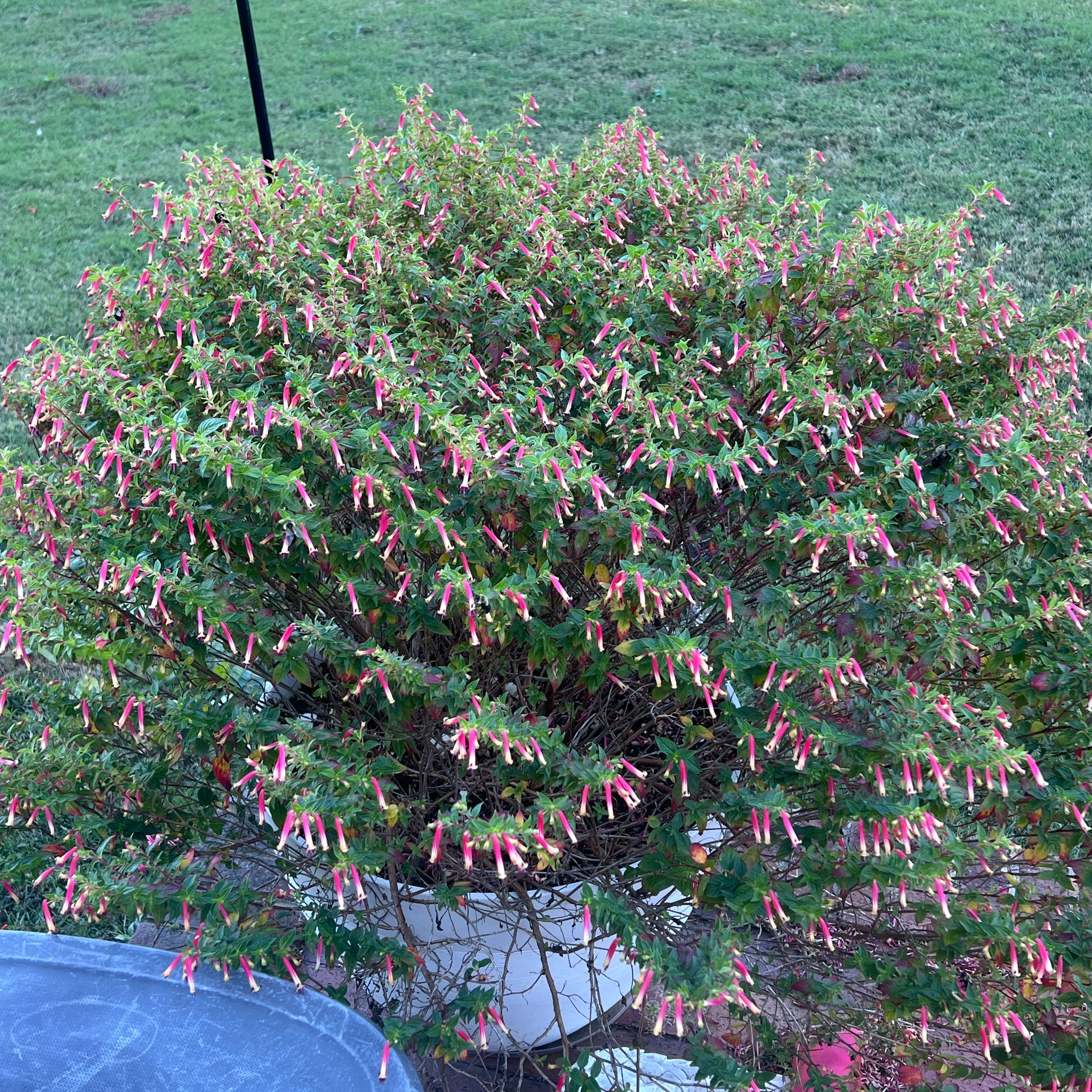Photo of the plant species Mexican Cigar Plant by @AshleysOasis1 named Kobe on Greg, the plant care app