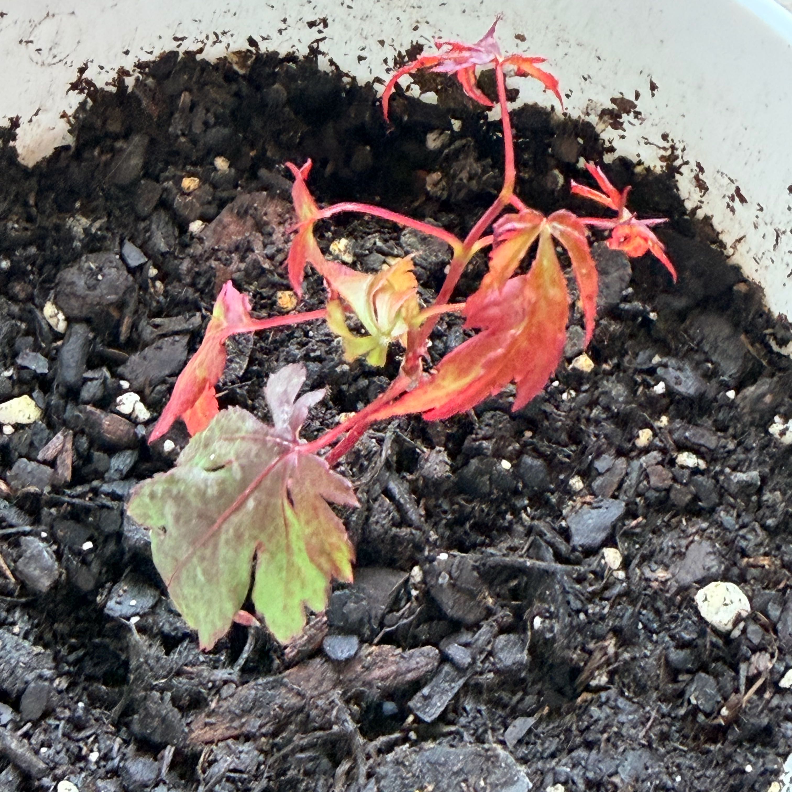 Photo of the plant species Japanese Maple by @AshleysOasis1 named Walt on Greg, the plant care app
