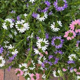Photo of the plant species Fairy Fan-Flower by @AshleysOasis1 named Captain Plant-it on Greg, the plant care app