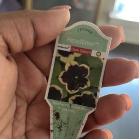Photo of the plant species Petunia 'Headliner Dark Saturn' by @ModelBlusher60 named Prince on Greg, the plant care app