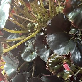 Photo of the plant species Beefsteak Begonia by @ValidAgave3 named Figyonce on Greg, the plant care app