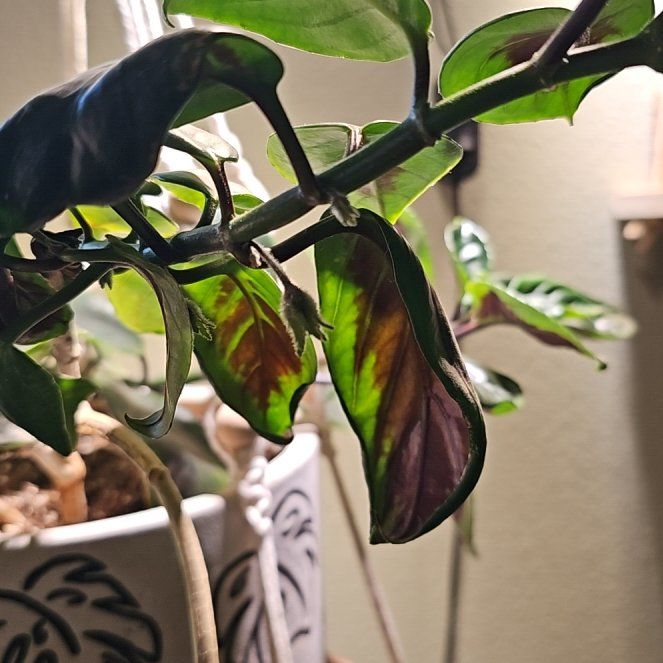 Photo of the plant species Goldfish Plant by @NeatBaytree30 named Surya on Greg, the plant care app
