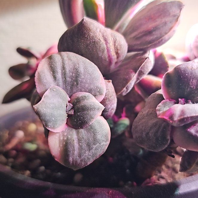 Photo of the plant species Crassula 'Calico Kitten' by @NeatBaytree30 named Figyonce on Greg, the plant care app