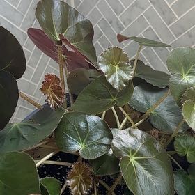 Photo of the plant species Beefsteak Begonia by @ZingyAgboy48 named Robert Plant on Greg, the plant care app