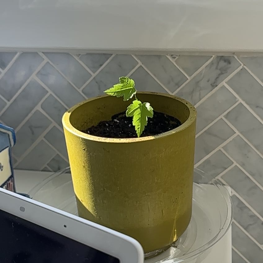 Photo of the plant species Maple Tree by @ZingyAgboy48 named Maple Swift on Greg, the plant care app