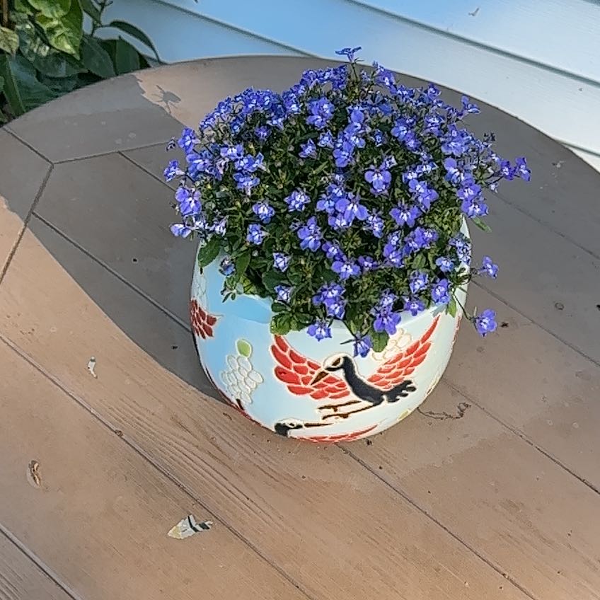 Photo of the plant species Edging Lobelia by @ZingyAgboy48 named Morgan Treeman on Greg, the plant care app