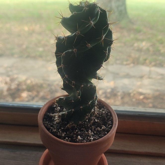 Photo of the plant species Cereus forbesii 'Giromagi' by @rootedchaos92 named da Vinci on Greg, the plant care app