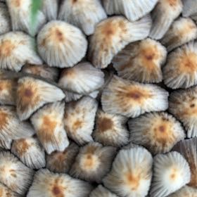 Photo of the plant species Button Cactus by @GiddyRustyfig66 named Sigmund on Greg, the plant care app