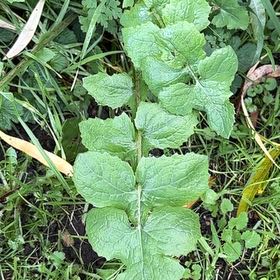 Photo of the plant species Common Sowthistle by @GiddyRustyfig66 named Miley on Greg, the plant care app