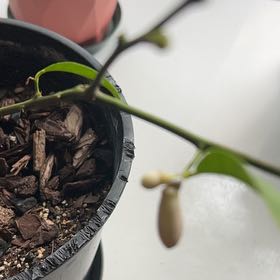 Photo of the plant species Dwarf Lemon Tree by @CuddlyBreadnut named Bigleef Smalls on Greg, the plant care app