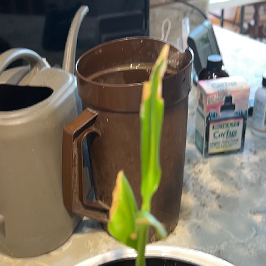 Photo of the plant species Red Torch Ginger by @CuddlyBreadnut named Remington on Greg, the plant care app
