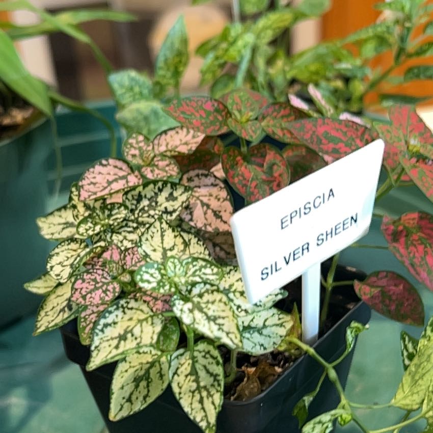 Photo of the plant species Episcia 'Chocolate Soldier' by @CuddlyBreadnut named Rihanna on Greg, the plant care app
