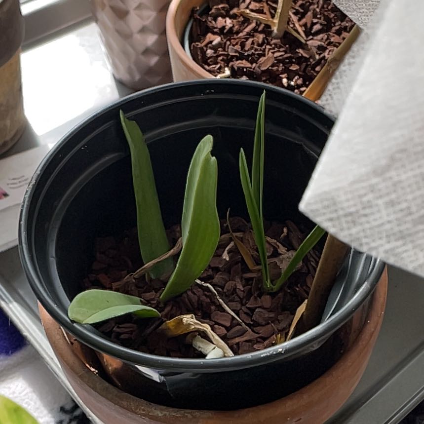 Plant care for foxtail orchid on Greg, the plant care app