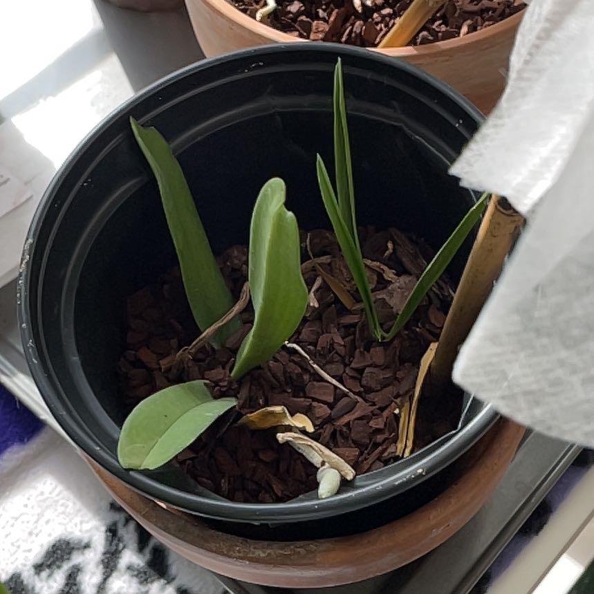 Photo of the plant species Rhynchostylis Gigantea Red by @SassySuncup2 named Aristotle on Greg, the plant care app