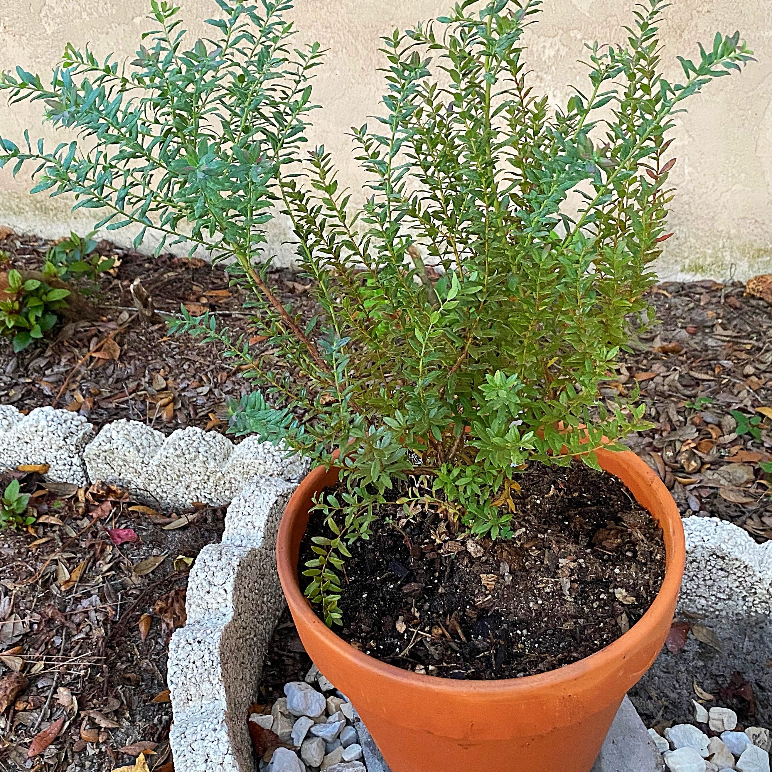 Photo of the plant species Darrow's Blueberry by @Malagueña named Fernie Mercury on Greg, the plant care app