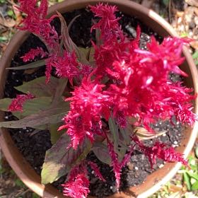 Photo of the plant species Dragons Breath by @Malagueña named Baesil on Greg, the plant care app