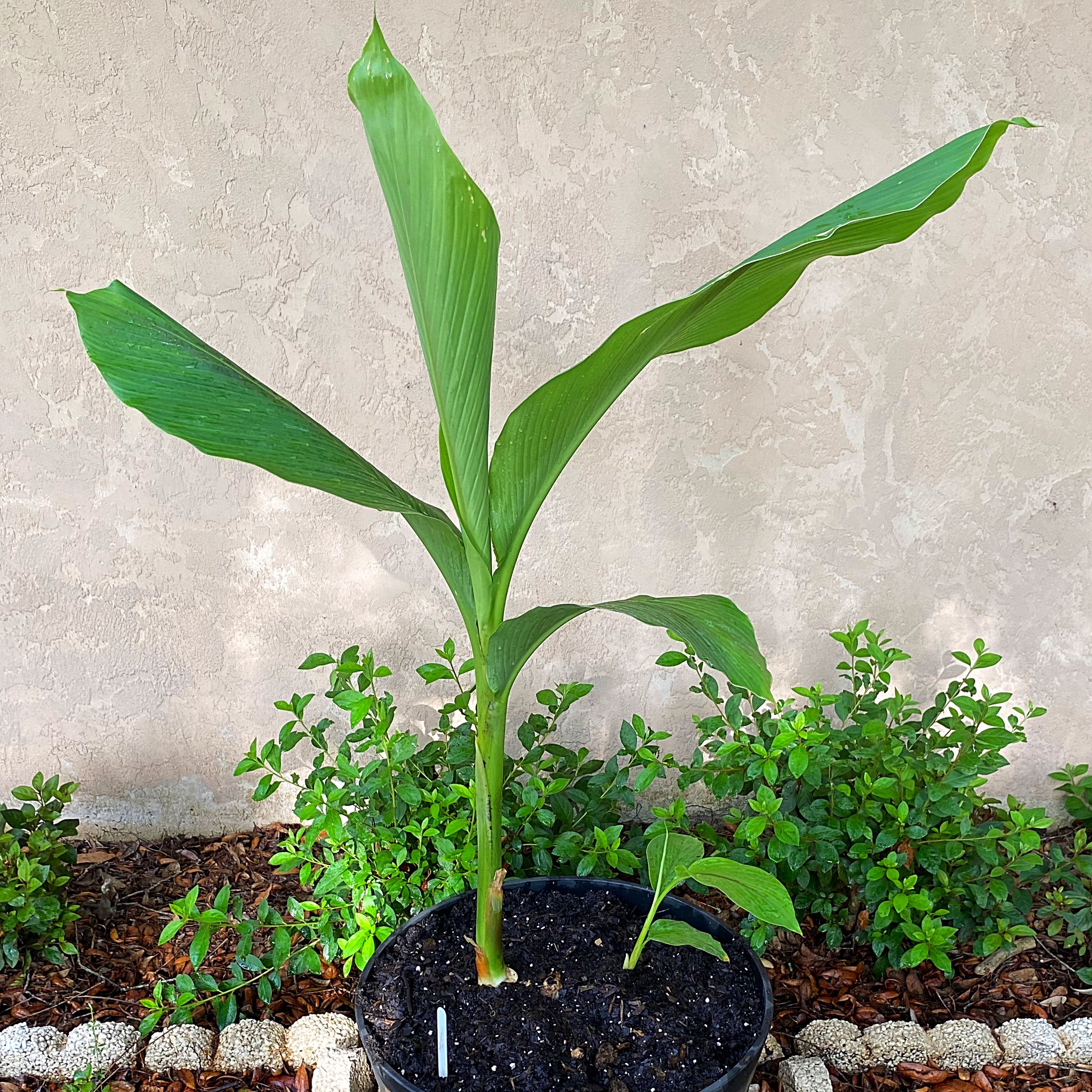 Photo of the plant species Giant Plum Ginger by @Malagueña named Tolkien on Greg, the plant care app