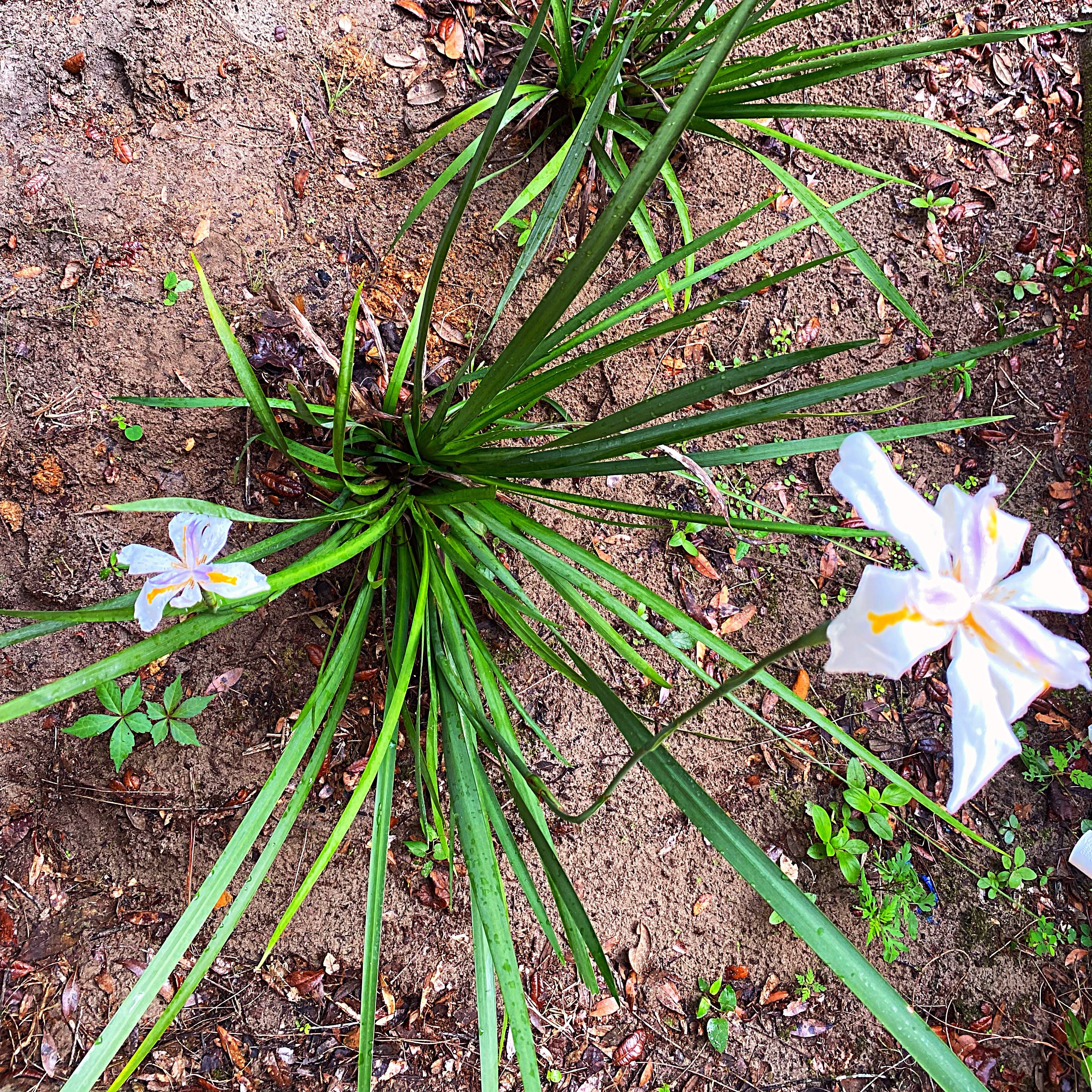 Photo of the plant species Iris by @Malagueña named Bigleef Smalls on Greg, the plant care app