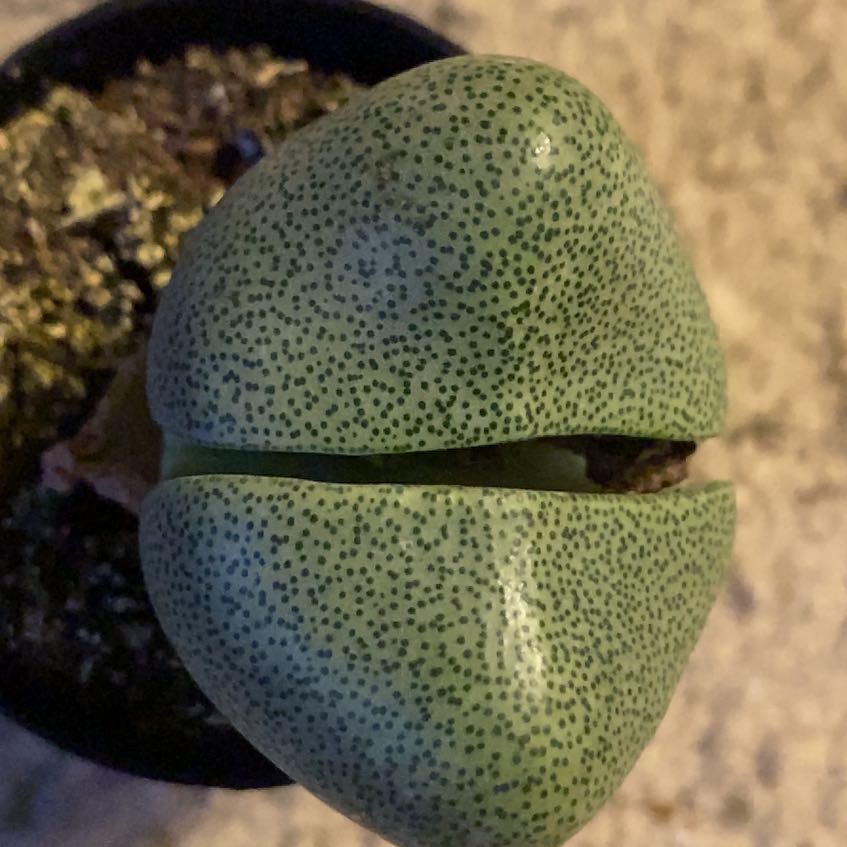 Photo of the plant species Split Rock Succulent by @Malagueña named Sahara on Greg, the plant care app