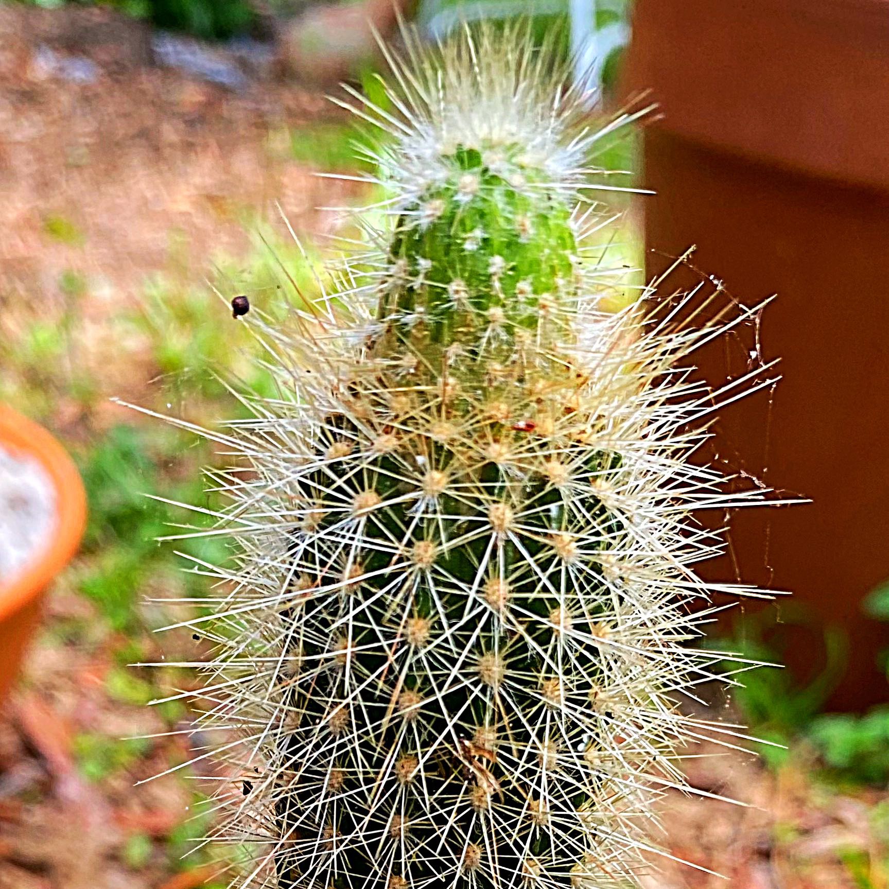 Photo of the plant species Mexican Night-Bloom Cereus by @Malagueña named Rosa on Greg, the plant care app