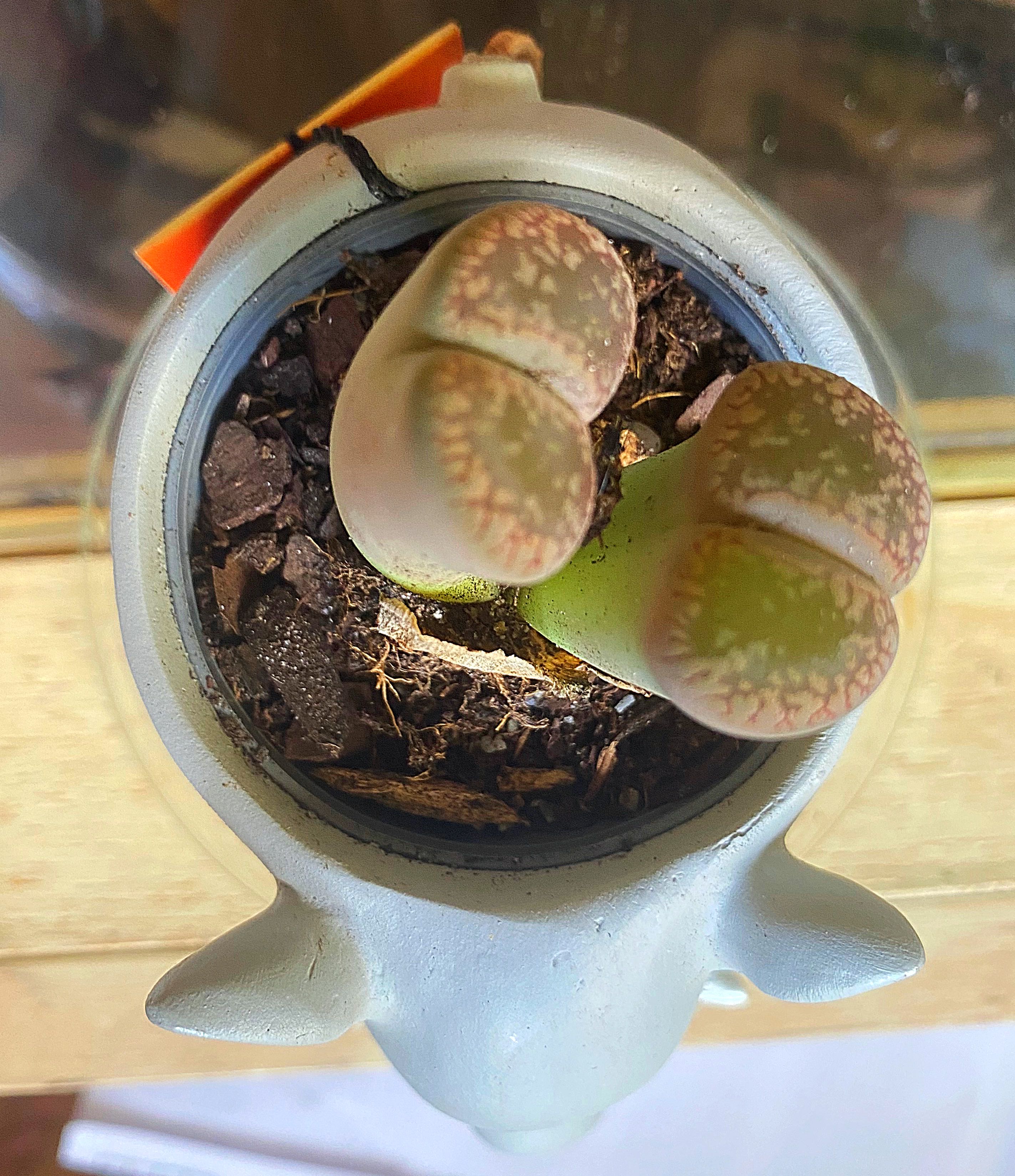 Photo from the post