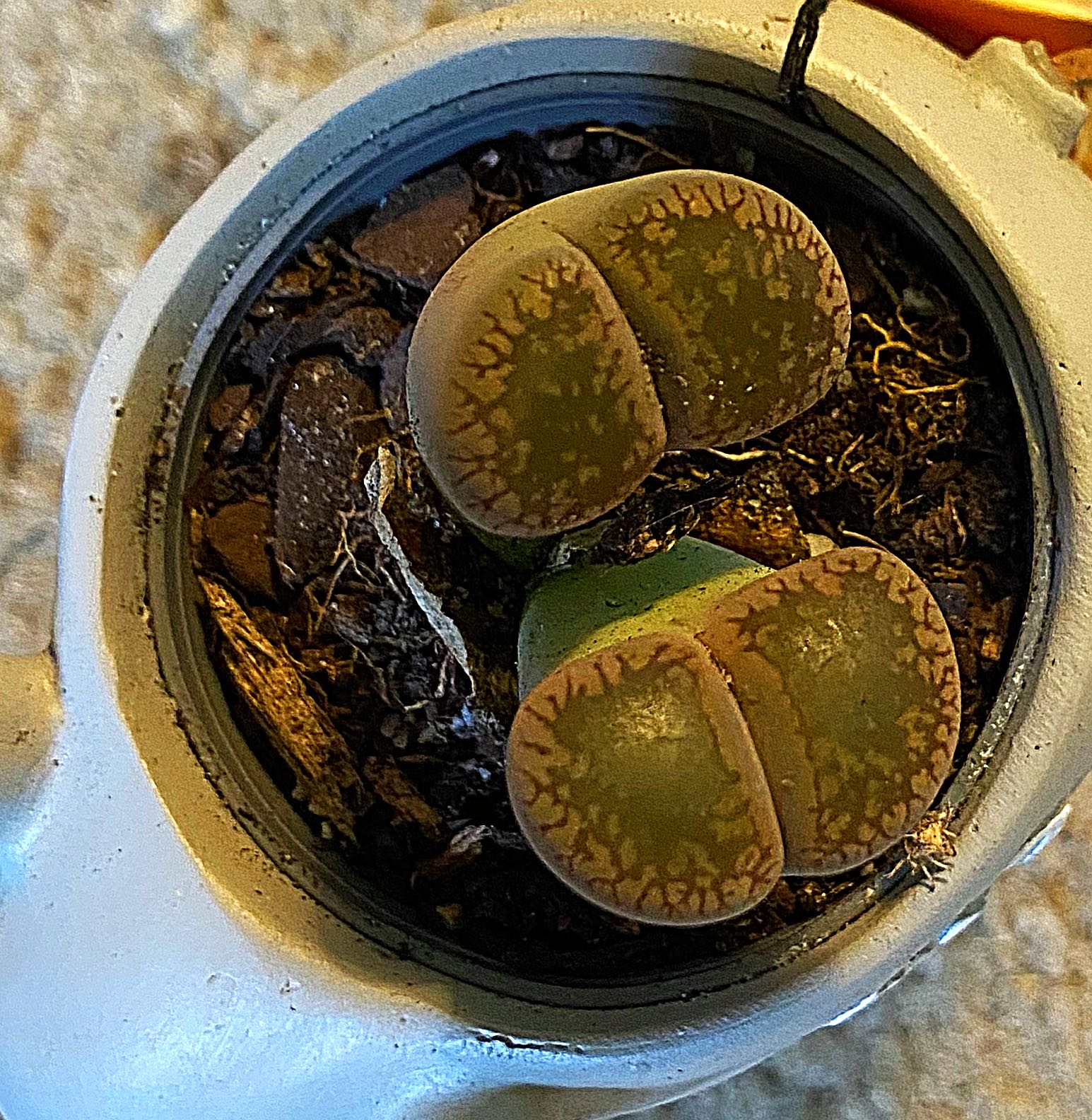 Photo from the post