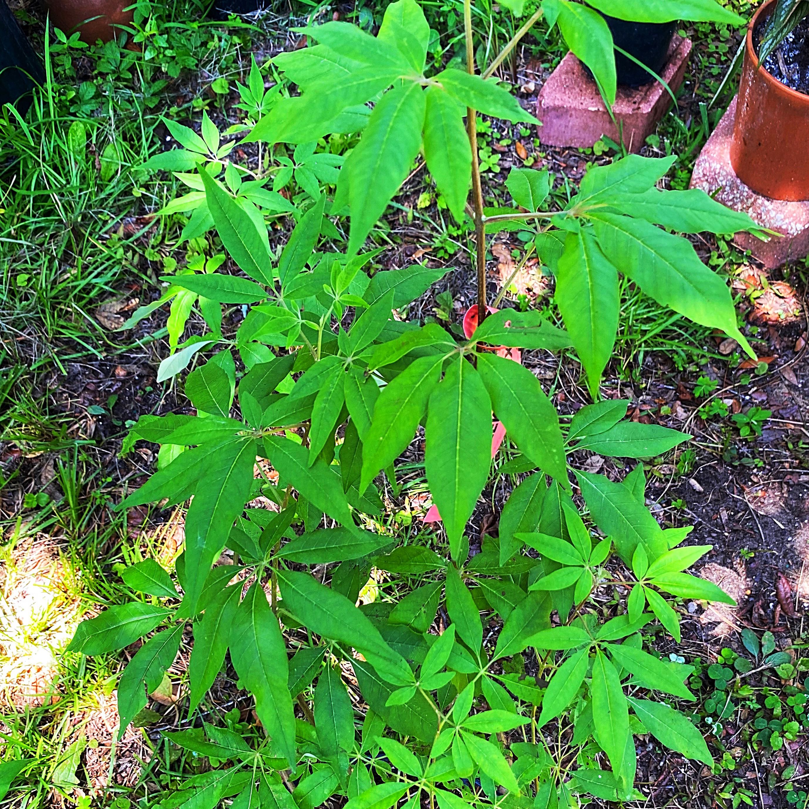 Photo of the plant species Chaste Tree by @Malagueña named Harper on Greg, the plant care app