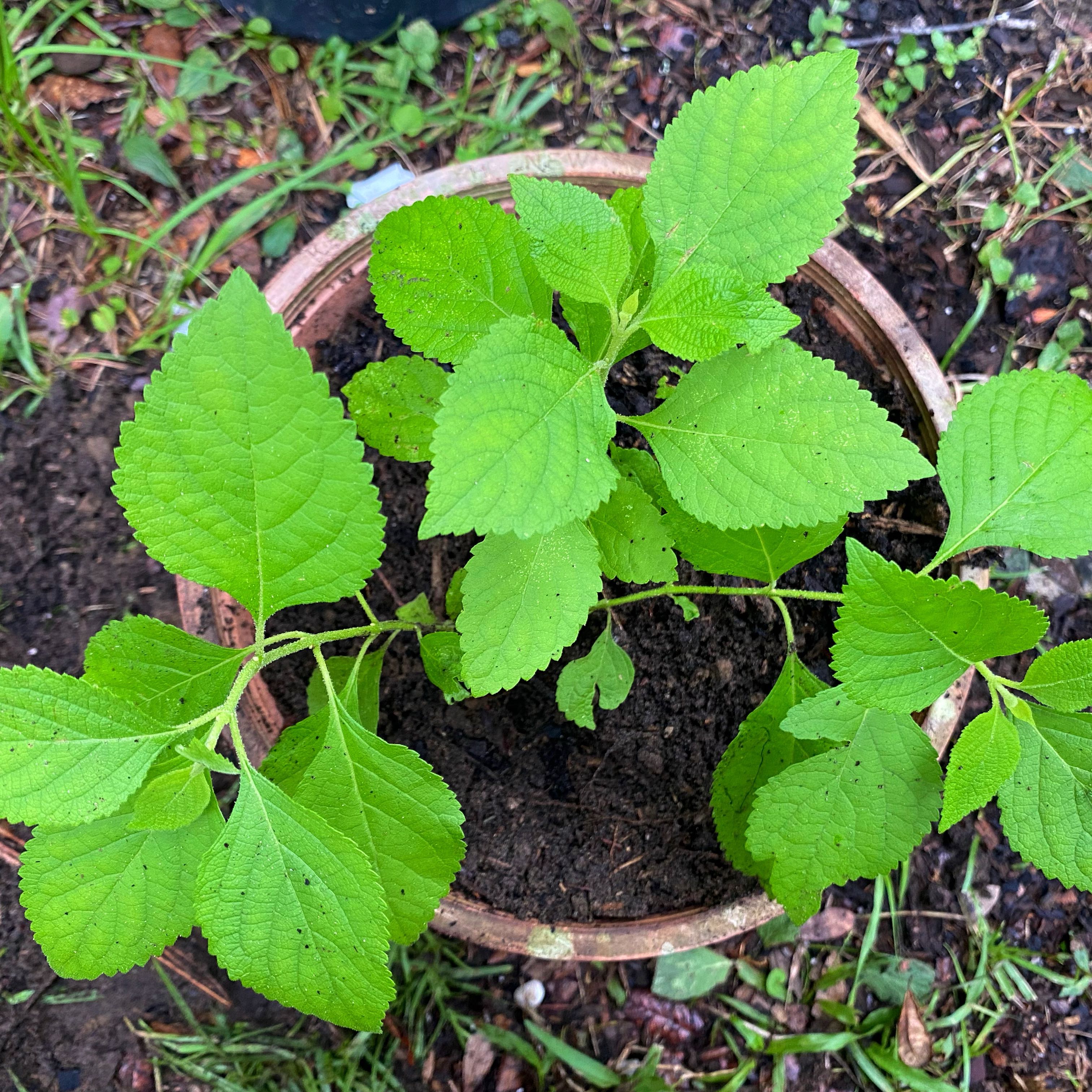 Photo of the plant species Beautyberry by @Malagueña named Sonora on Greg, the plant care app