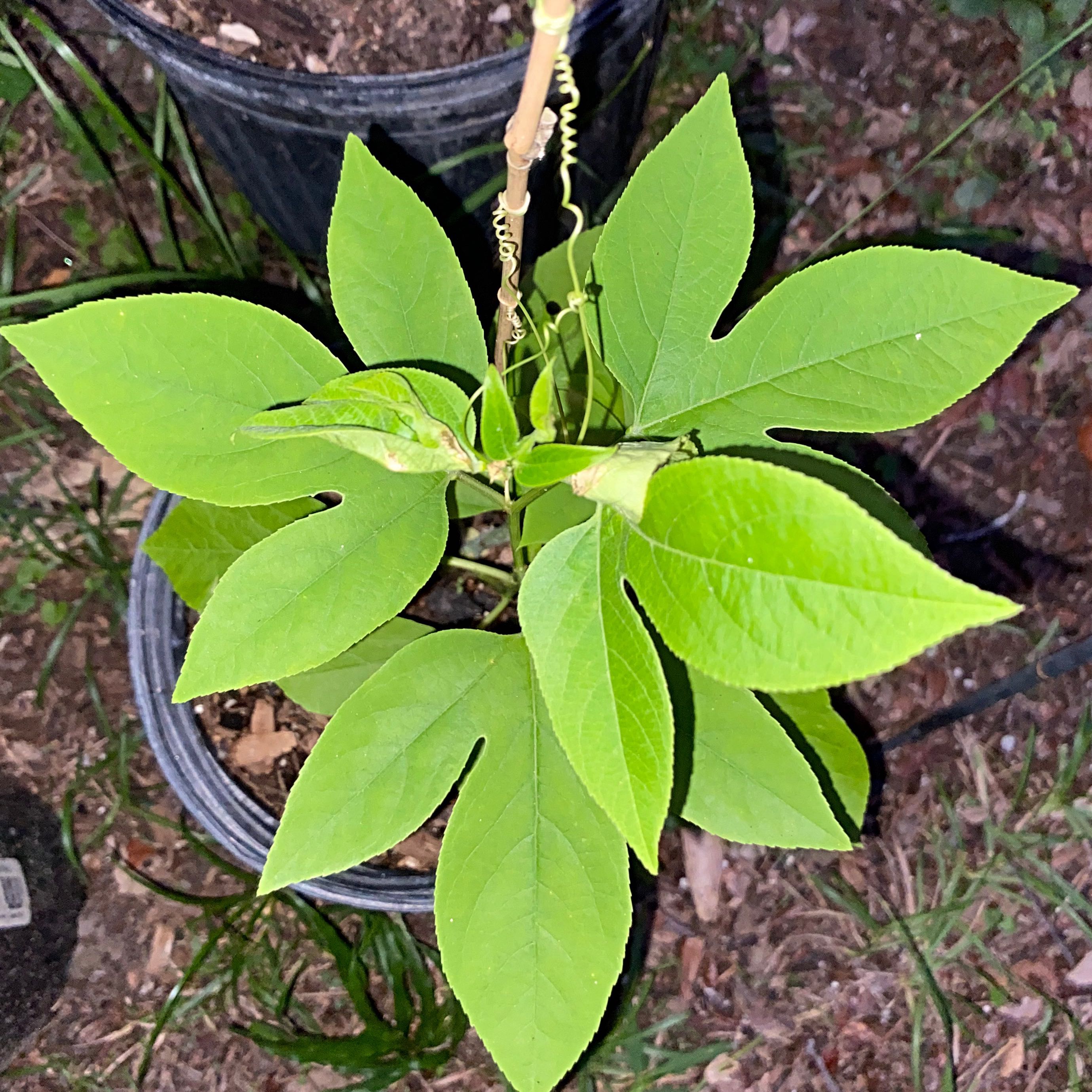 Photo of the plant species Maypop by @Malagueña named Remington on Greg, the plant care app