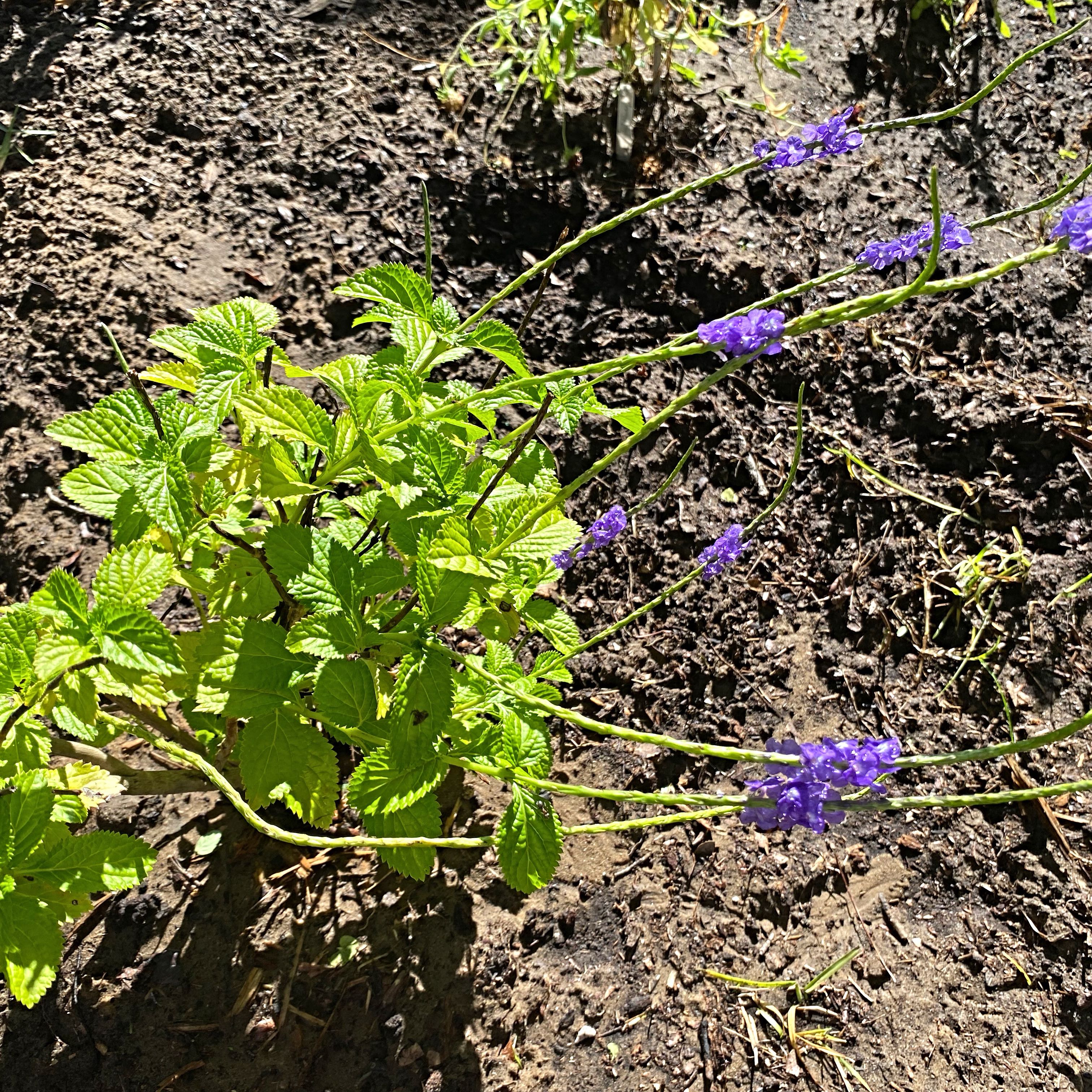 Photo of the plant species Blue Porterweed by @Malagueña named McKinley on Greg, the plant care app