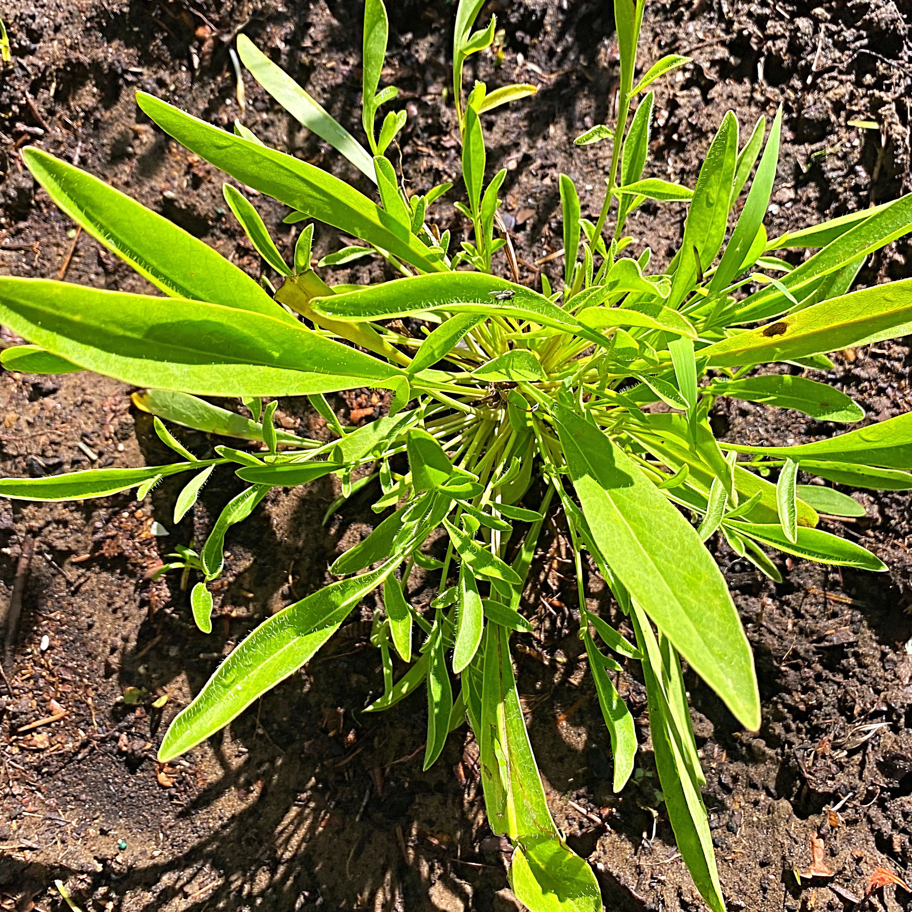 Photo of the plant species Lanceleaf Tickseed by @Malagueña named Shakira on Greg, the plant care app