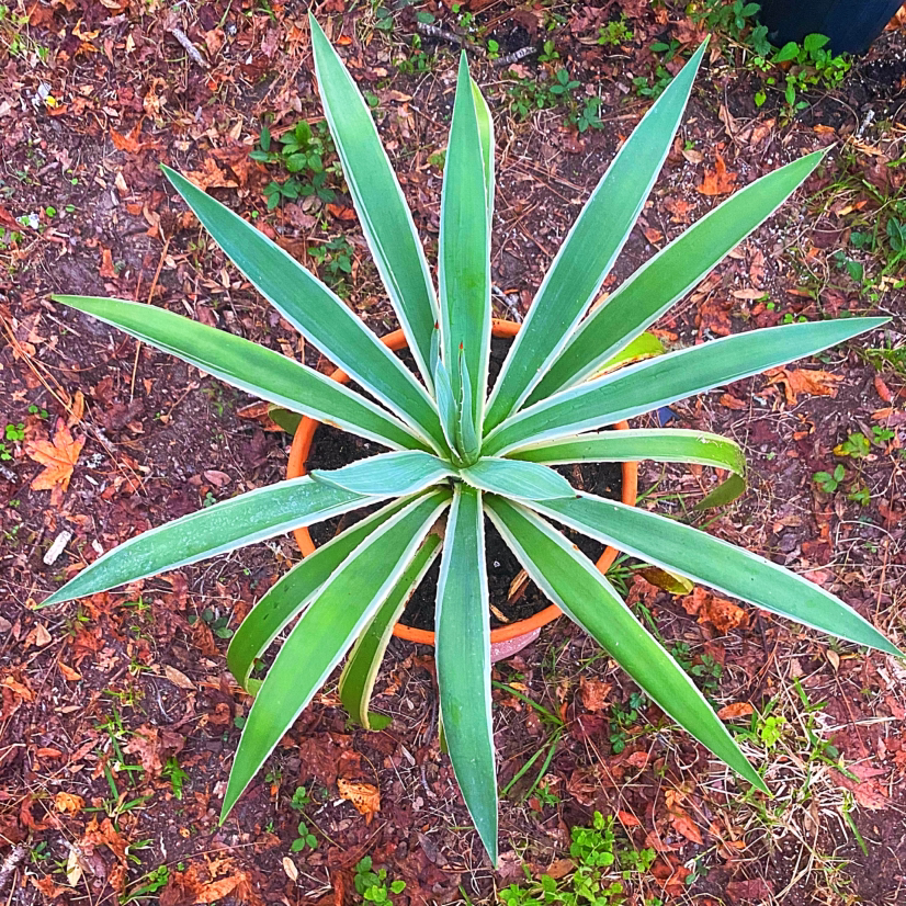 Photo of the plant species Sisal by @Malagueña named Curie on Greg, the plant care app