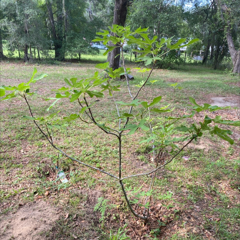Photo of the plant species Brown Turkey Fig by @Malagueña named Apollo on Greg, the plant care app