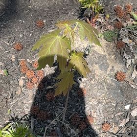 Photo of the plant species Silver Maple by @WinPothos45 named ChloroPhil on Greg, the plant care app