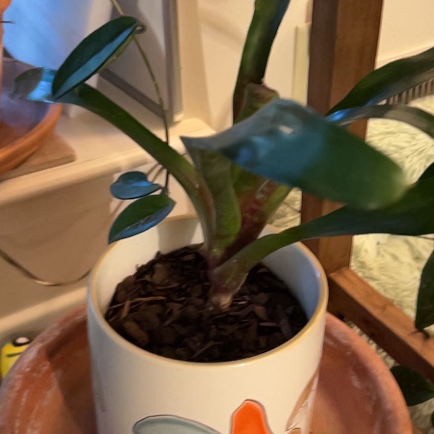 Photo of the plant species bromilad by @DoyenneTule76 named Lebron on Greg, the plant care app