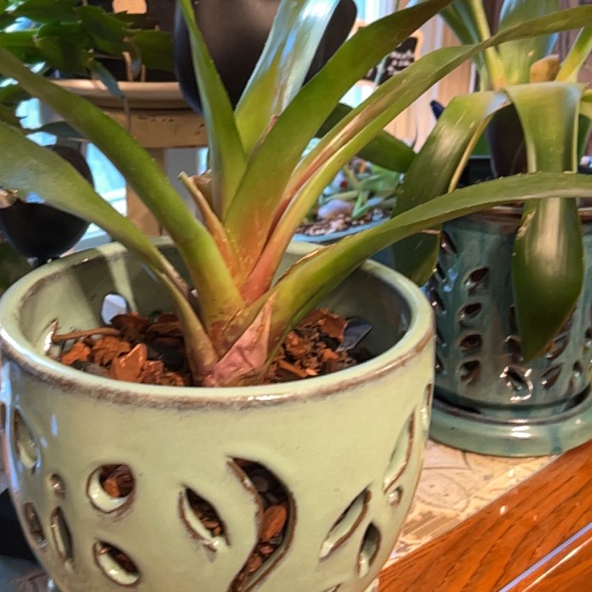 Photo of the plant species bromilad by @DoyenneTule76 named Emerson on Greg, the plant care app