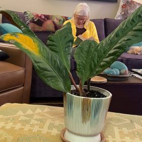Photo of the plant species Anthurium superbum by @DoyenneTule76 named Oscar on Greg, the plant care app
