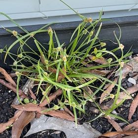 Photo of the plant species Tall Flatsedge by @NiceBanana39 named Hamilton on Greg, the plant care app
