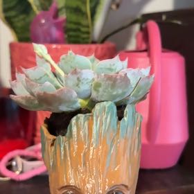 Photo of the plant species Echeveria 'Blue Heron' by @SleekChamise74 named 최 on Greg, the plant care app