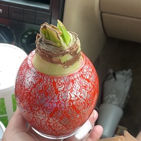 Photo of the plant species Amaryllis by @ArtisanWingfern named Gaga on Greg, the plant care app
