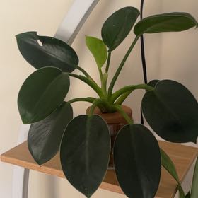 Photo of the plant species Green Princess by @ImmenseAtom99 named Clooney on Greg, the plant care app