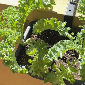 Photo of the plant species Curly Kale 'Reflex' by @AwaitedAlfalfa named Sol on Greg, the plant care app