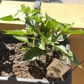 Photo of the plant species hot burrito pepper by @AwaitedAlfalfa named Navajo on Greg, the plant care app