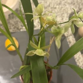 Photo of the plant species Encyclia Radiata by @BraveButtonfern named Scarlett on Greg, the plant care app