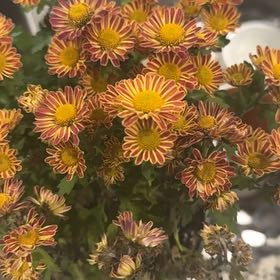 Photo of the plant species Common Fleabane by @BraveButtonfern named Robert Plant on Greg, the plant care app